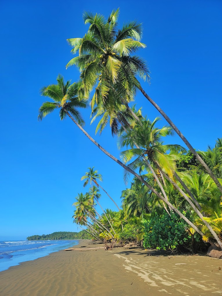 Palm-lined beach at Bahía Ballena near The Retreat Uvita